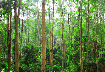 Image showing forest with sunlight