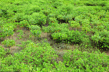 Image showing Red Mangroves