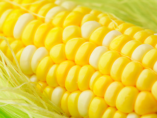 Image showing corn cob