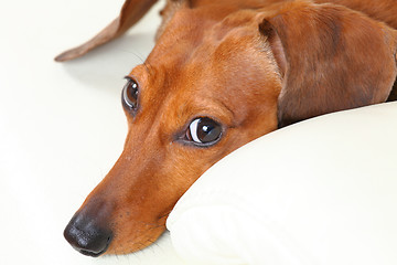 Image showing dachshund dog on sofa