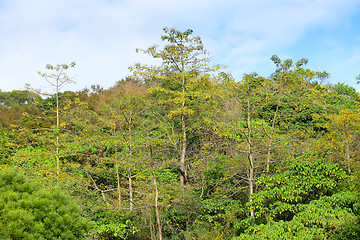 Image showing forest Landscape