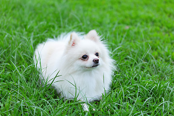 Image showing White Pomeranian dog