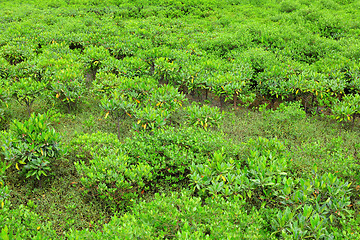 Image showing Red Mangroves