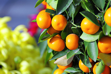 Image showing kumquat for chinese new year