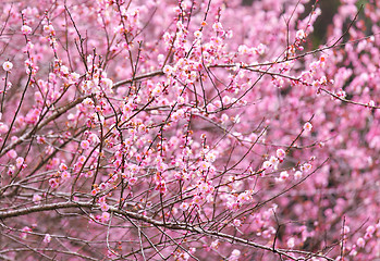 Image showing plum flower blossom