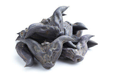 Image showing Horn Shaped Water Caltrop