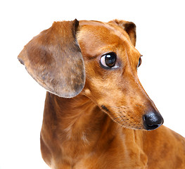 Image showing Dachshund Dog