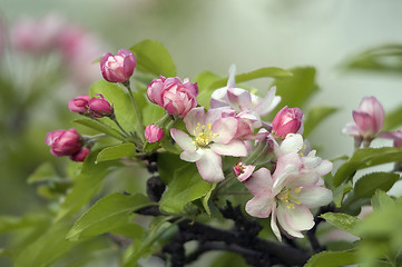 Image showing Apple flower