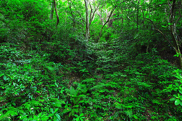 Image showing forest