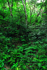 Image showing Forest