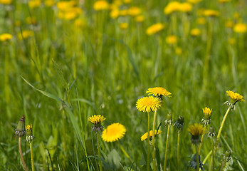 Image showing Dandelions