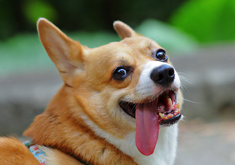 Image showing Welsh Corgi Pembroke