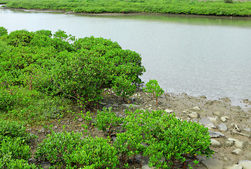 Image showing Red Mangroves