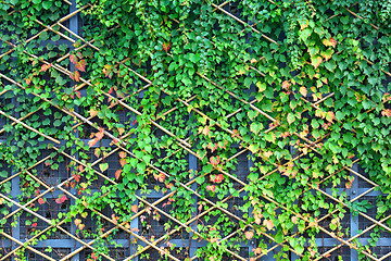 Image showing wall and green plants