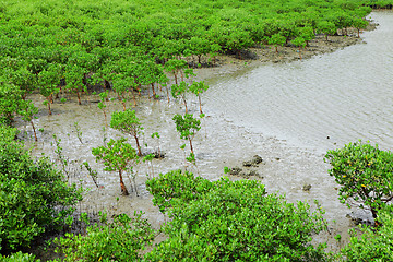 Image showing Red Mangroves