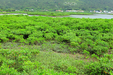 Image showing Red Mangroves