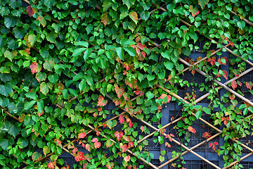 Image showing wall and green plants