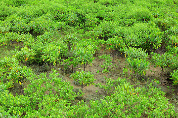 Image showing Red Mangroves