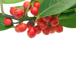 Image showing Holly