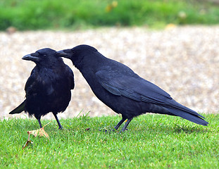 Image showing Crows