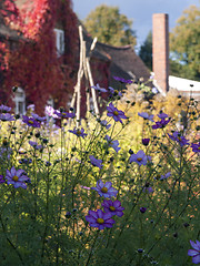 Image showing Garden