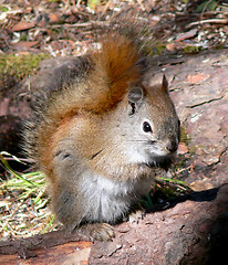 Image showing Cute Squirrel