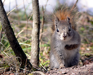 Image showing Angry Squirrel