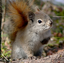 Image showing Evil Eye Squirrel