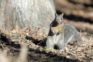 Image showing Squirrel with an Attitude with Room for Text