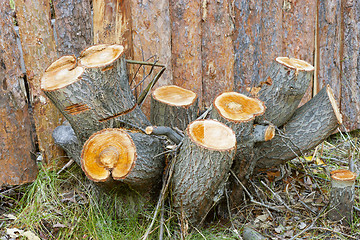 Image showing Stump of alder