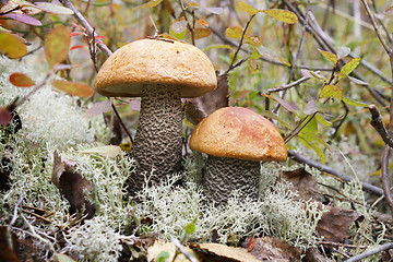 Image showing Two orange-cap boletus (Leccinum aurantiacum)