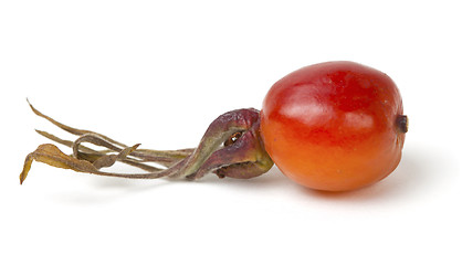 Image showing A ripe berry of a dogrose