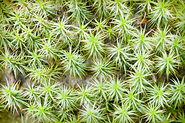 Image showing Moss