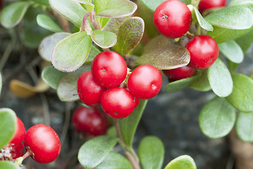 Image showing Bearberry (Arctostaphulos uvaursi)