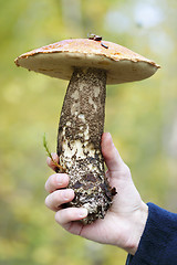 Image showing An orange-cap boletus (Leccinum aurantiacum)