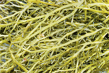 Image showing Seaweed of family a fucus (Fucaceae)