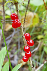 Image showing Deadly poisonous berry