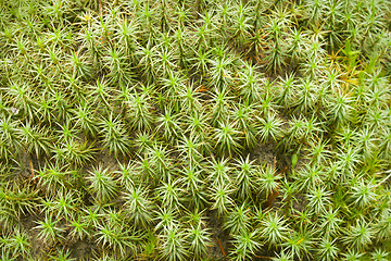 Image showing Green moss