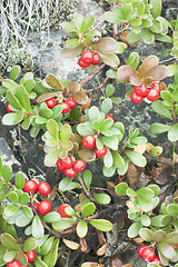 Image showing Bearberry (Arctostaphulos uvaursi)