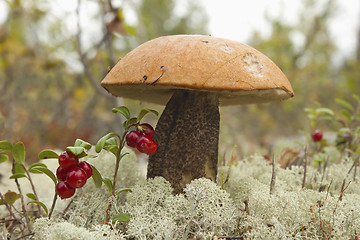 Image showing An orange-cap boletus (Leccinum aurantiacum)