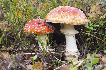 Image showing Two beautiful fly agarics (Amanita muscaria)