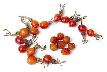 Image showing Ripe berries of a dogrose