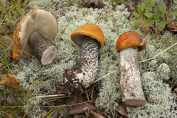 Image showing Tree orange-cap boletus (Leccinum aurantiacum)