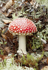 Image showing One  beautiful fly agaric (Amanita muscaria)