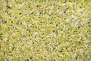 Image showing Moss