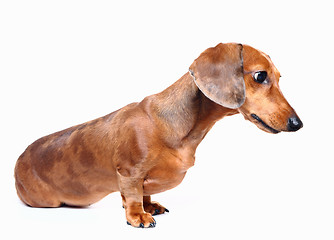 Image showing brown short hair dachshund dog