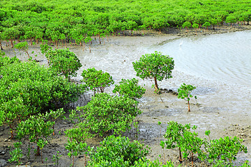 Image showing Red Mangroves