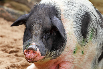 Image showing pig