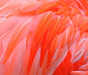 Image showing flamingo feather