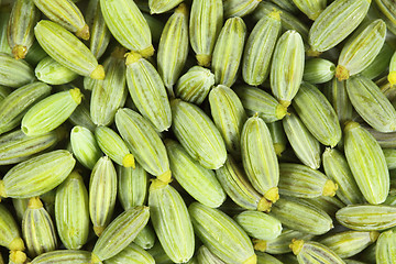 Image showing Fennel seeds